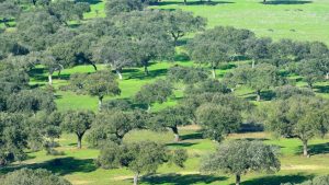 diario badajoz - cierre Perimetral Badajoz