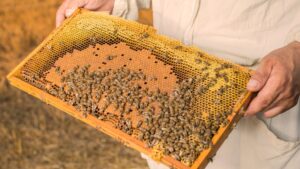 Desarrollo Rural Impulsa Jornadas Técnicas en Honor al Día del Apicultor