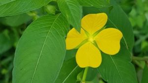 Alerta por nueva especie invasora en el río Guadiana