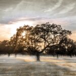 Alerta amarilla por nieblas en Badajoz