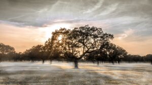 🌫️ Alerta amarilla por nieblas en Badajoz 2 Alerta amarilla por nieblas en Badajoz