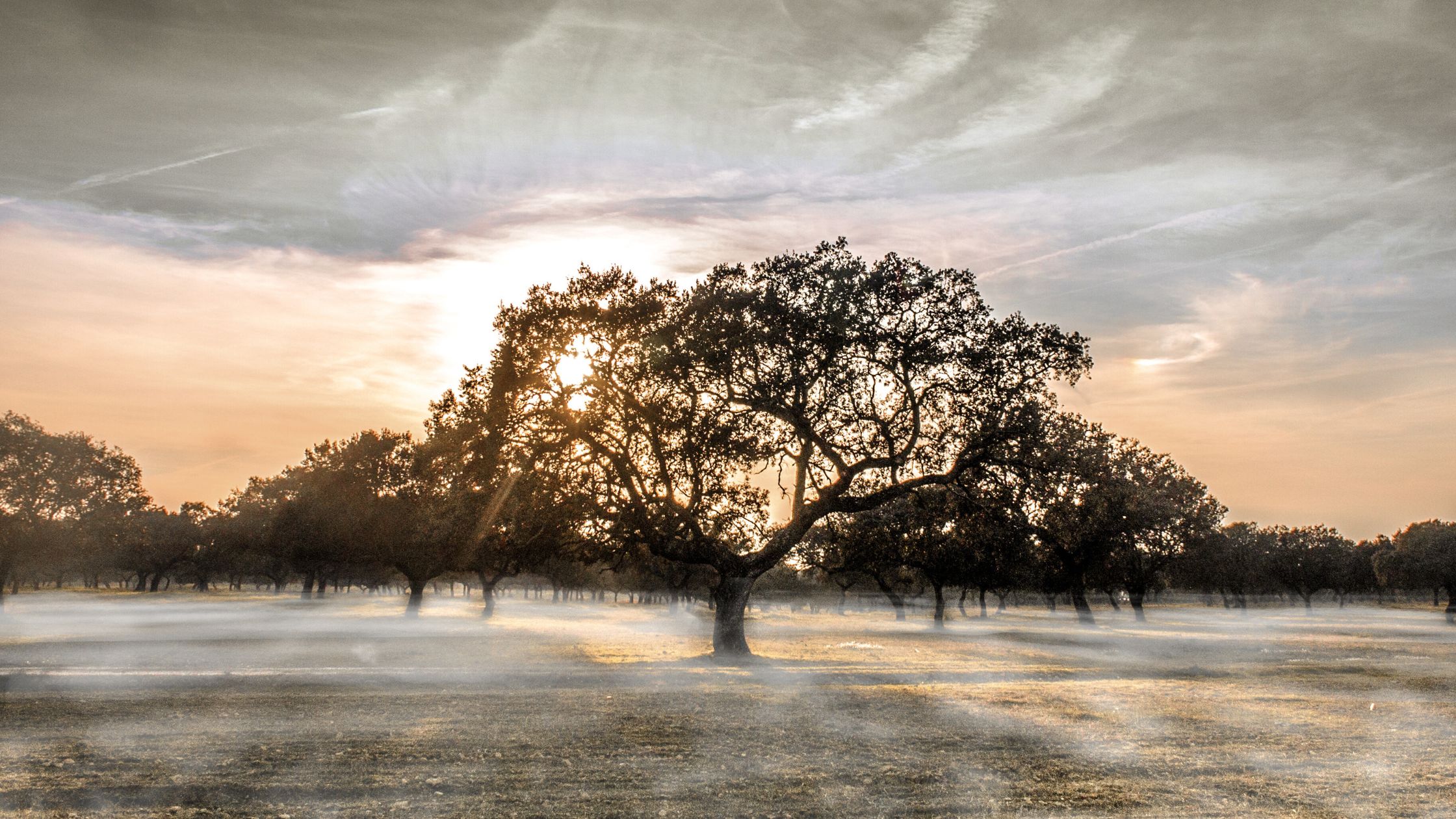 🌫️ Alerta amarilla por nieblas en Badajoz 1 Alerta amarilla por nieblas en Badajoz