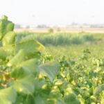 Urban Sketchers Badajoz celebra su Quedada 66 en Bodegas Coloma