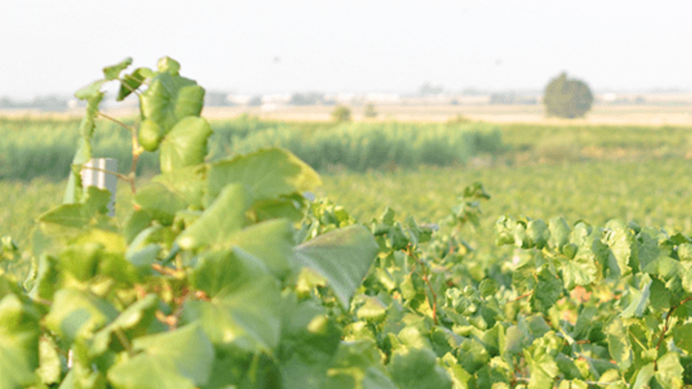 Urban Sketchers Badajoz celebra su Quedada 66 en Bodegas Coloma