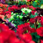 🛍️ El comercio de Badajoz respira tras Semana Santa “Ha sido clave para el año”