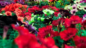 🛍️ El comercio de Badajoz respira tras Semana Santa “Ha sido clave para el año”